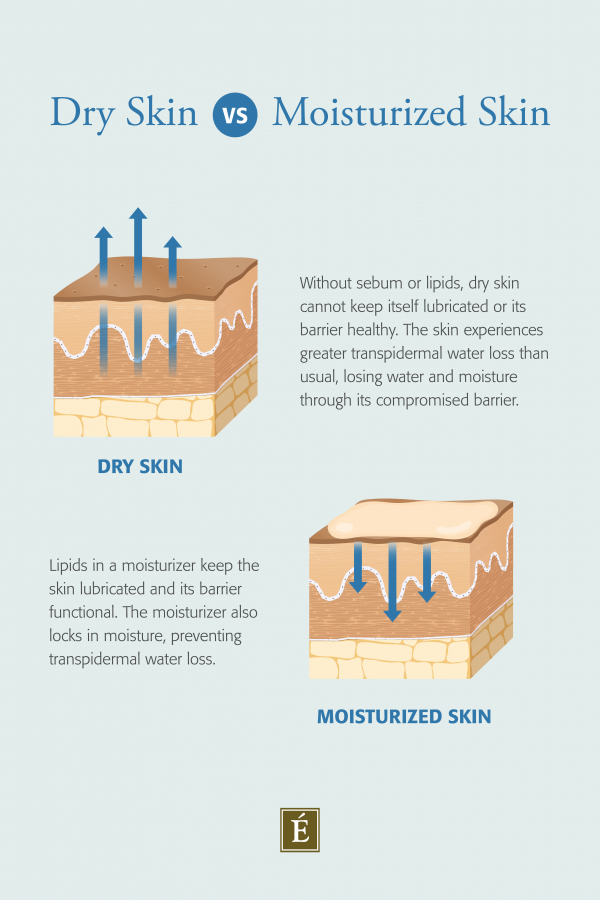 Dry skin vs moisturized skin